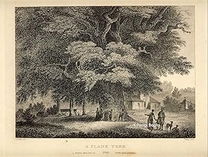 A Plane Tree. Etching from a Drawing by John Claude Nattes