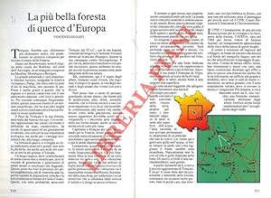 La più bella foresta di querce d'Europa.