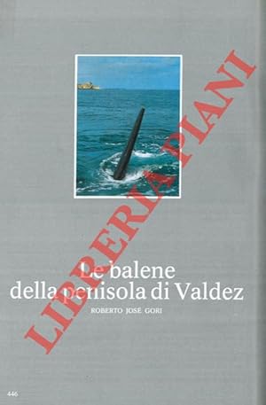 Le balene della penisola di Valdez.