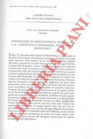 Imagen del vendedor de Studi sui Crostacei Anfipodi. Descrizione di Kerguelenella macra n.gen.n.sp. (Amphipoda Gammaridae) delle Isole Kerguelen. a la venta por Libreria Piani