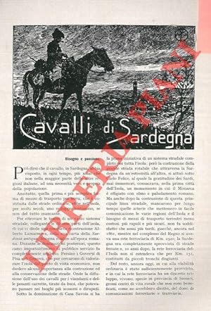 Cavalli di Sardegna.