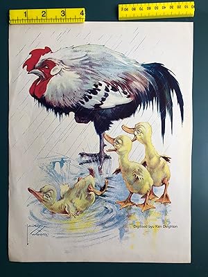 Image du vendeur pour Three Small Ducks With Large Grumpy Cock Splashing In The Rain HUMOROUS COLOUR PRINT mis en vente par Deightons