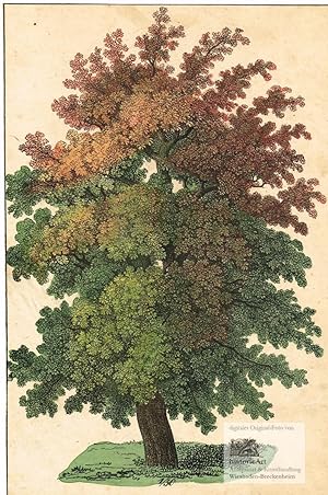 Laubbaum mit Blättern in wunderschönen Herbstfarben. Altkolorierte Lithographie um 1820