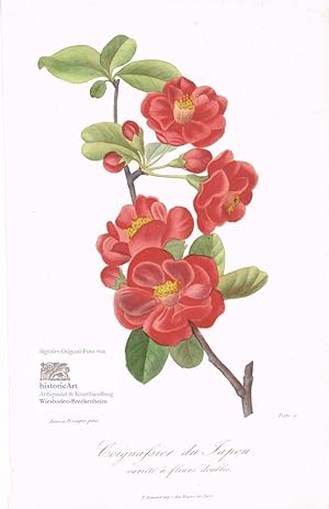 Coignassier du Japon, variété à fleurs doubles. Zierquitte mit zwittrigen achselbürtigen Blüten a...