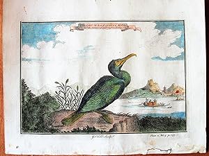 Antique Copperplate Engraving. The Lou Wa or Fishing Bird with the manner of fishing, from Nieuhof
