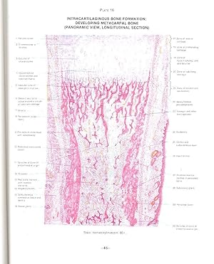 Atlas of Human Histology. [Atlas de Histologia Normal] [Epithelium; Connective Tissues; Blood; Mu...