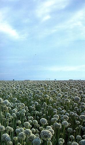 Seller image for A Day in the life of California : Photographed by 100 of the World's Leading Photojournalists on One Day, April 29, 1988. for sale by Joseph Valles - Books