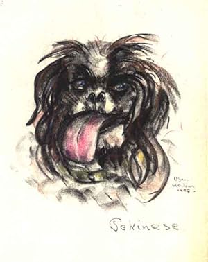 Pekinese , Kopf von vorne.