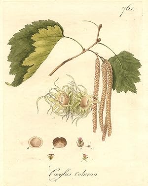 Corylus colurna.