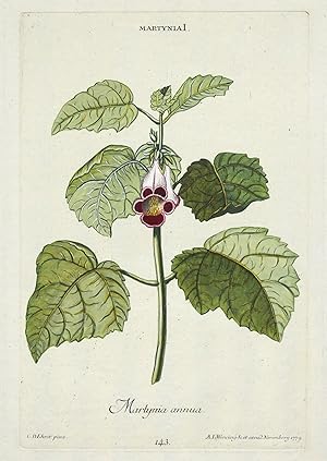 Martynia annua.