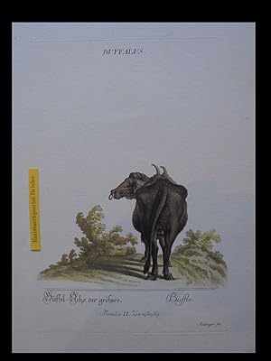 "Buffalus". Büffel- Ochs, der größere. Familia II. Zweijhufig.