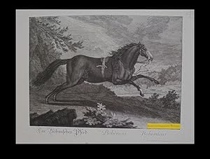 Ein Böhmisches Pferd. Bohémois. Bohemicus.