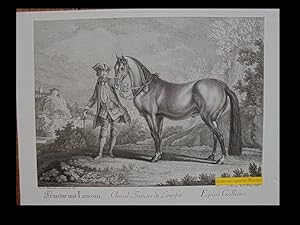 Franzos aus Limosin. Cheval Francois du Limosin. Equus Gallicus.