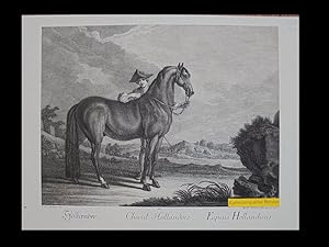 Holländer. Cheval Hollandois. Equus Hollandicus.