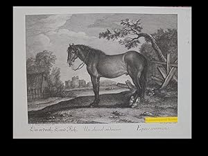 Ein ordentl. LandRoß. Un cheval ordinaire. Equus communis.