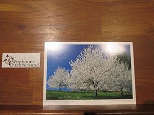 Bild des Verkufers fr Postkarte : Kirschbaumblte im Schwarzwald zum Verkauf von Antiquariat im Kaiserviertel | Wimbauer Buchversand