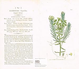 Euphorbia Cyparissias. Cypress Spurge. Zypressen-Wolfsmilch. Altkolorierter Original-Kupferstich ...