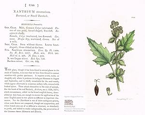 Xanthium strumarium. Burweed, or Small Burdock. Gewöhnliche Spitzklette. Altkolorierter Original-...