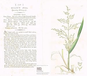 Milium effusum. Spreading Millet-grass. Wald-Flattergras. Altkolorierter Original-Kupferstich bei...