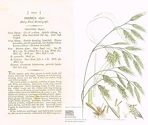 Bromus asper. Hairy Wood Brome-grass. Trespen. Altkolorierter Original-Kupferstich bei Sowerby 1803