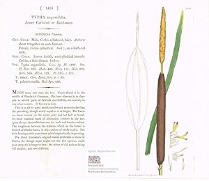 Typha angustifolia. Lesser Cat's-tail or Reed-mace. Schmalblättriger Rohrkolben. Altkolorierter O...
