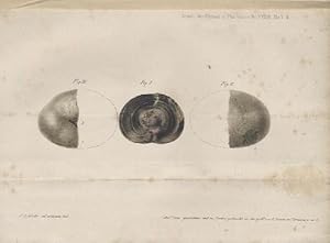 Bild des Verkufers fr Annalen der Chemie und Pharmacie. Unter Mitwirkung der HH. Dumas in Paris u. Graham in London hrsg. v. Friedrich Whler u. Justus Liebig. Band 39 u. 40 in 1 Band. zum Verkauf von Antiquariat Kaner & Kaner GbR