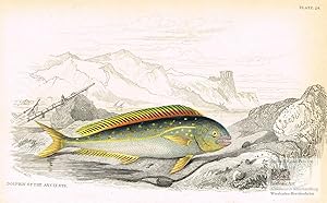 Image du vendeur pour Dolphin of the Ancients. Delfin. Altkolorierter Original-Stahlstich von Lizars bei Jardine um 1830 mis en vente par historicArt Antiquariat & Kunsthandlung