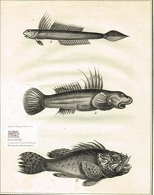 Bild des Verkufers fr Gobie Lanceole. Gobie Plumier. Scorpene Truie. Grundeln und Drachenkopf. Original-Kupferstiche von Coquet nach Jacques de Sve aus der "Histoire Naturelle des Poissons" von Professor Lacepede um 1800 zum Verkauf von historicArt Antiquariat & Kunsthandlung