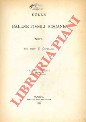 Bild des Verkufers fr Sulle balene fossili toscane. zum Verkauf von Libreria Piani