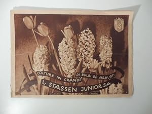 L. Stassen junior S.A. Colture in grande di bulbi ed arbusti. Catalogo
