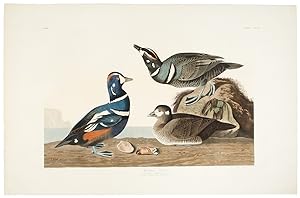 Immagine del venditore per Harlequin Duck from The Birds of America venduto da Donald A. Heald Rare Books (ABAA)