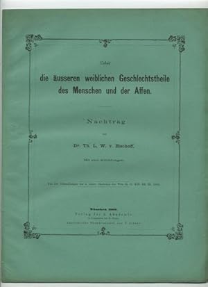 Ueber die äusseren Geschlechtstheile des Menschen und der Affen. Nachtrag.