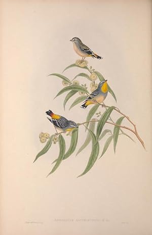 THE BIRDS OF AUSTRALIA Supplement ( All Species Discovered After Vols.I-VII).