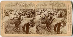 Stereo View Troop "H" Captain Curry "Rough Riders"