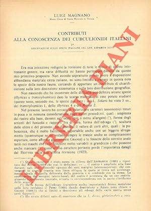 Contributi alla conoscenza dei Curculionidi italiani. Osservazioni sulle specie italiane dei gen....