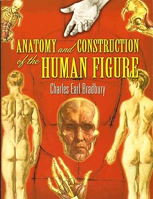 Seller image for ANATOMY AND CONSTRUCTION OF THE HUMAN FIGURE for sale by The Avocado Pit