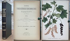 Imagen del vendedor de Svenska Trdgrdsfreningens tidskrift. Ny fljd. 1891-1892. a la venta por Antiquaria Bok & Bildantikvariat AB