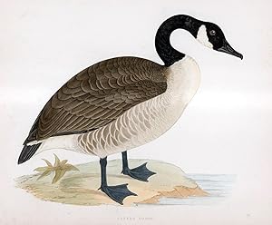 Canada Goose - hand coloured lithograph 1891 - Print