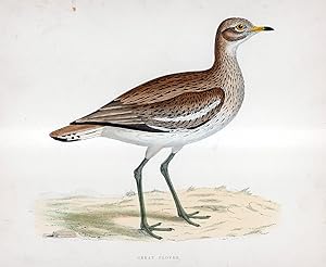 Great Plover - hand coloured lithograph 1891 - Print