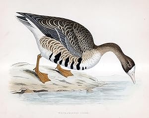 Image du vendeur pour White Fronted Goose - hand coloured lithograph 1891 - Print mis en vente par Print Matters