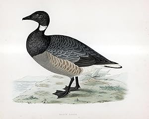 Image du vendeur pour Brent Goose - hand coloured lithograph 1891 - Print mis en vente par Print Matters