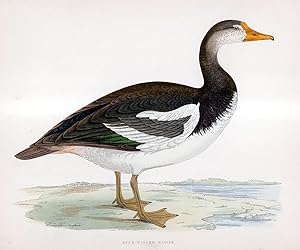 Image du vendeur pour Spur Winged Goose - hand coloured lithograph 1891 - Print mis en vente par Print Matters