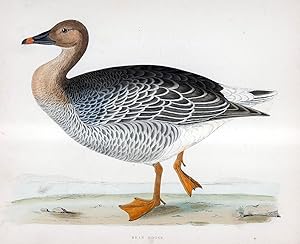 Bean Goose - hand coloured lithograph 1891 - Print