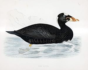 Image du vendeur pour Surf Scoter - hand coloured lithograph 1891 - Print mis en vente par Print Matters