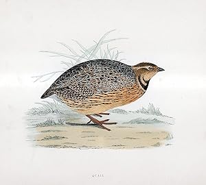 Image du vendeur pour Quail - hand coloured lithograph 1891 - Print mis en vente par Print Matters