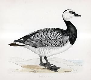 Image du vendeur pour Bernicle Goose - hand coloured lithograph 1891 - Print mis en vente par Print Matters