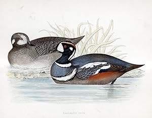 Image du vendeur pour Harlequin Duck - hand coloured lithograph 1891 - Print mis en vente par Print Matters