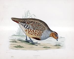 Partridge - hand coloured lithograph 1891 - Print