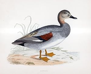 Image du vendeur pour Gadwall - hand coloured lithograph 1891 - Print mis en vente par Print Matters