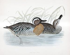 Image du vendeur pour Garganey Teal - hand coloured lithograph 1891 - Print mis en vente par Print Matters